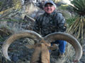 Aoudad