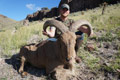 Aoudad