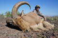 Aoudad