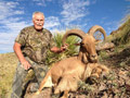 Aoudad