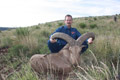 Aoudad