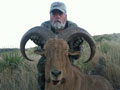 Aoudad