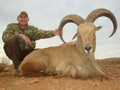 Aoudad