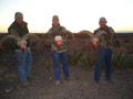 Aoudad
