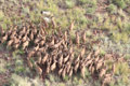 Aoudad