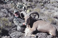 Aoudad