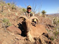 Aoudad