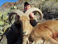 Aoudad