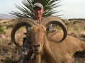 Aoudad