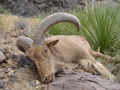 Aoudad