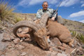 Aoudad