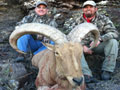 Aoudad