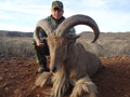 Aoudad