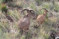 Aoudad