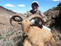 Aoudad