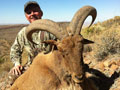 Aoudad