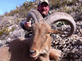 Aoudad