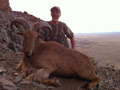 Aoudad