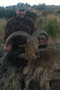 Aoudad