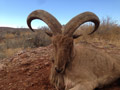 Aoudad