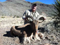 Aoudad