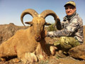 Aoudad