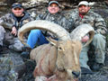 Aoudad