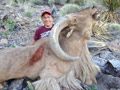 Aoudad