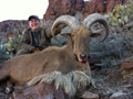 Aoudad