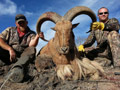 Aoudad