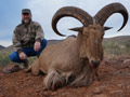 Aoudad