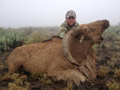 Aoudad