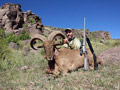 Aoudad