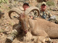 Aoudad