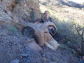 Aoudad