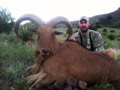 Aoudad