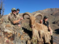 Aoudad