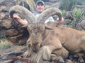 Aoudad