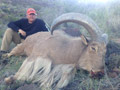 Aoudad