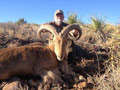 Aoudad