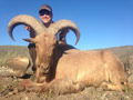 Aoudad