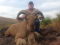 Aoudad