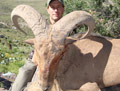 Aoudad