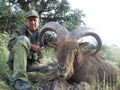 Aoudad