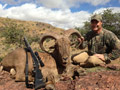 Aoudad