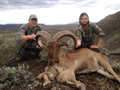 Aoudad