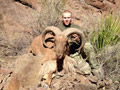 Aoudad