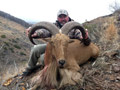 Aoudad