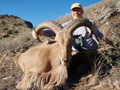 Aoudad