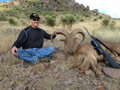 Aoudad